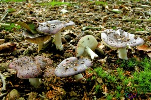 Gewolkte russula O Warande